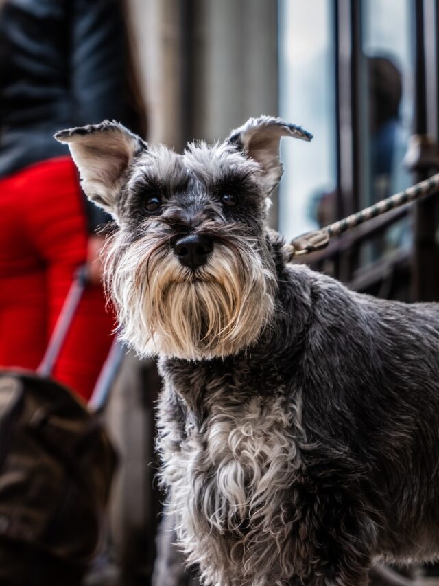 Affenpinscher, monkey dog, terrier breed, playful dog, energetic dog, intelligent dog, low-shedding dog, apartment dog, grooming tips, Affenpinscher temperament,