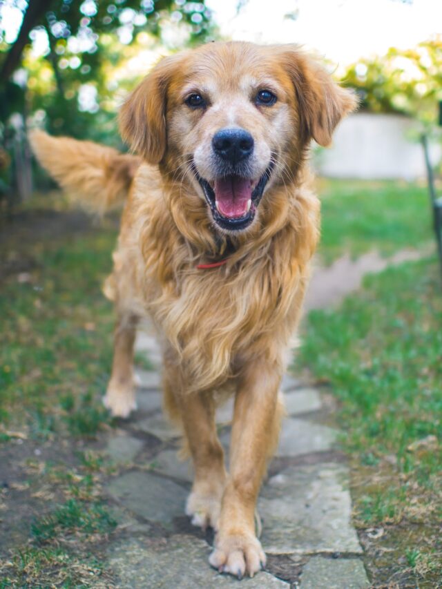 large dog breeds, best family dogs, gentle giants, loyal protectors, ideal companions, family pets, top 10 breeds, dog lovers, pet adoption, perfect family pet,