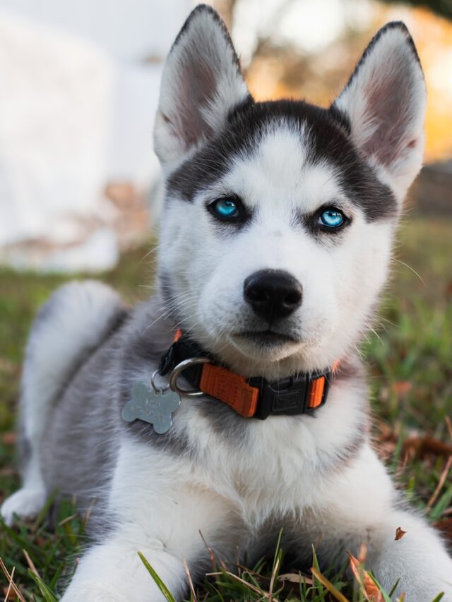 Siberian Husky facts, Husky breed insights, Husky characteristics, Siberian Husky history, Husky intelligence, Siberian Husky traits, Husky personality, Siberian Husky care tips, Husky breed uniqueness, Husky fun facts