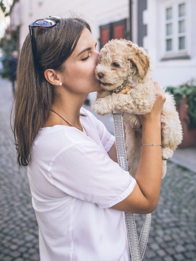 new dog parent tips, welcoming a new dog, establishing a routine for dogs, veterinary care for new dogs, basic training for new dogs, socialization for dogs, bonding with a new dog,