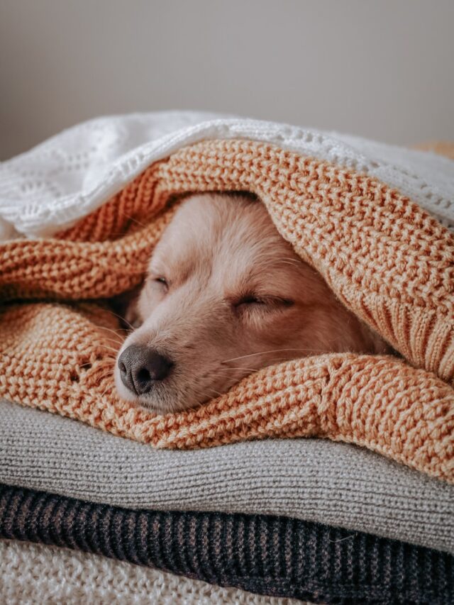 dog under bed, dog suddenly under bed, dog hiding under bed, dog sleeping under bed, dog anxious under bed, old dog under bed, dog in pain under bed, dog wants safe space under bed