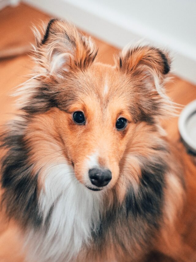 Shetland Sheepdog facts, Sheltie characteristics, Sheltie breed insights, Shetland Sheepdog history, Sheltie intelligence, Shetland Sheepdog traits, Sheltie personality, Shetland Sheepdog care tips, Sheltie breed uniqueness, Sheltie fun facts