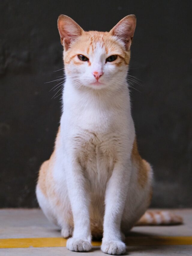 cat sit up trick, teach cat to sit up, cat sit up training, train cat to sit up, cat sit up steps, cat sit up tips, cat sit up instructions