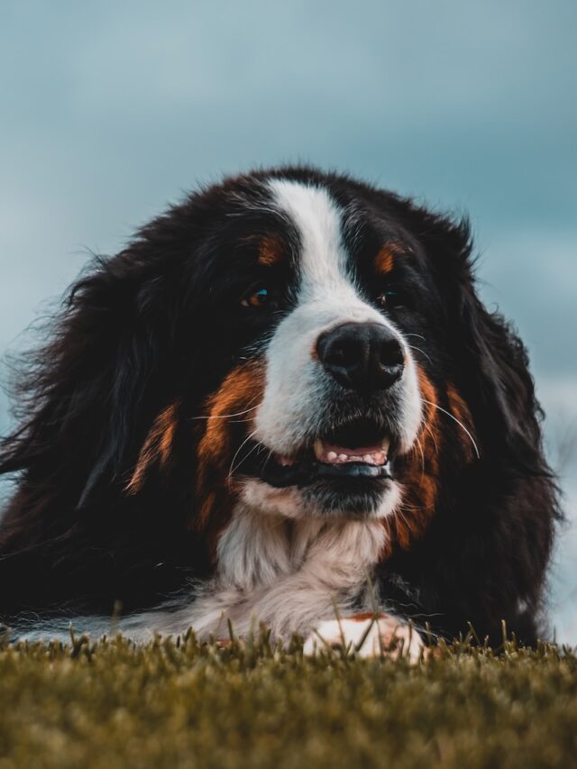 livestock guardian dogs, farm dogs, working dogs, Anatolian Shepherd, Komondor, Great Pyrenees, Maremma Sheepdog, Akbash, Caucasian Shepherd Dog, Pyrenean Mastiff, Tibetan Mastiff,