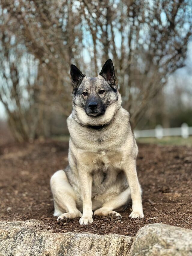 Norwegian Elkhound, dog breed, Viking dog, Spitz, loyalty, independence, exercise, training, grooming, family dog,