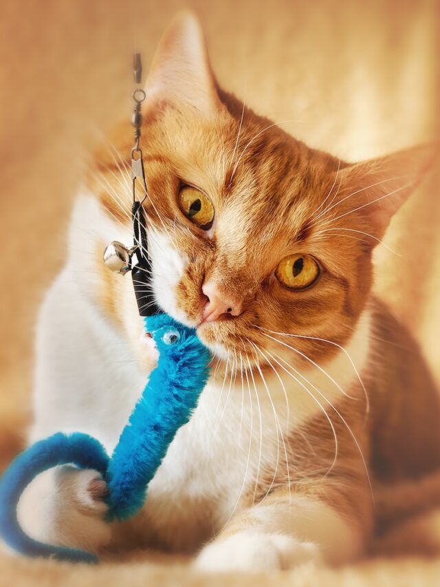 cat toys, cat toy ideas, indoor cat toys, best cat toys, cat toy recommendations, interactive cat toys, cat toy guide, cat enrichment toys, cat play toys