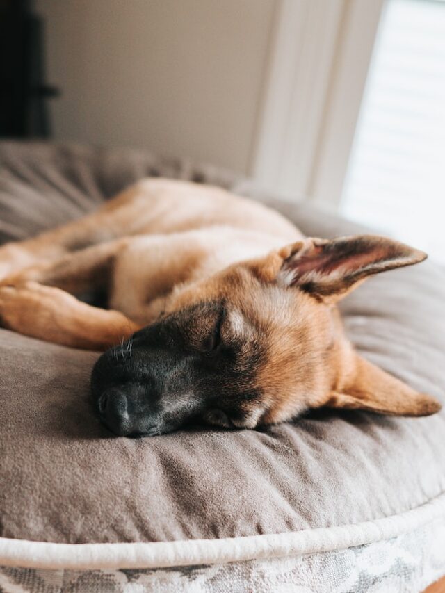 dog sleep positions meanings, curled dog sleep, legs up dog sleep, head on paw sleep