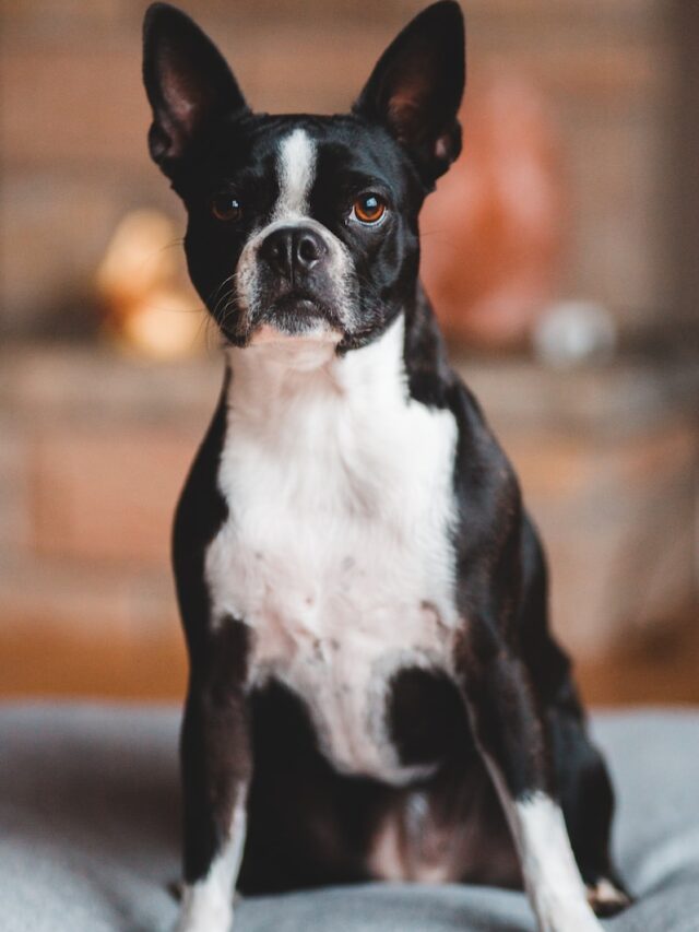 Boston Terrier, French Bulldog mix, tuxedog dog, friendly, playful, intelligent, trainable, active, good with children, small-medium sized dog,