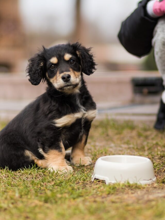 puppy wet food age, when feed puppy wet food, puppy eat canned food, canned food puppies, wet food puppy nutrition