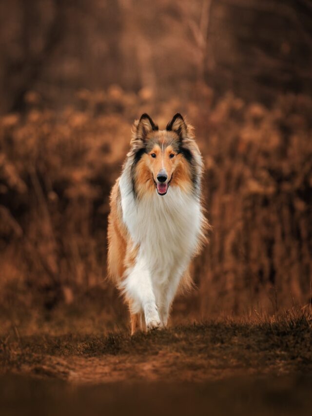 Collie characteristics, Collie care, Collie temperament, Collie exercise, Collie training, Collie grooming, Collie health, Collie lifespan, Collie size,