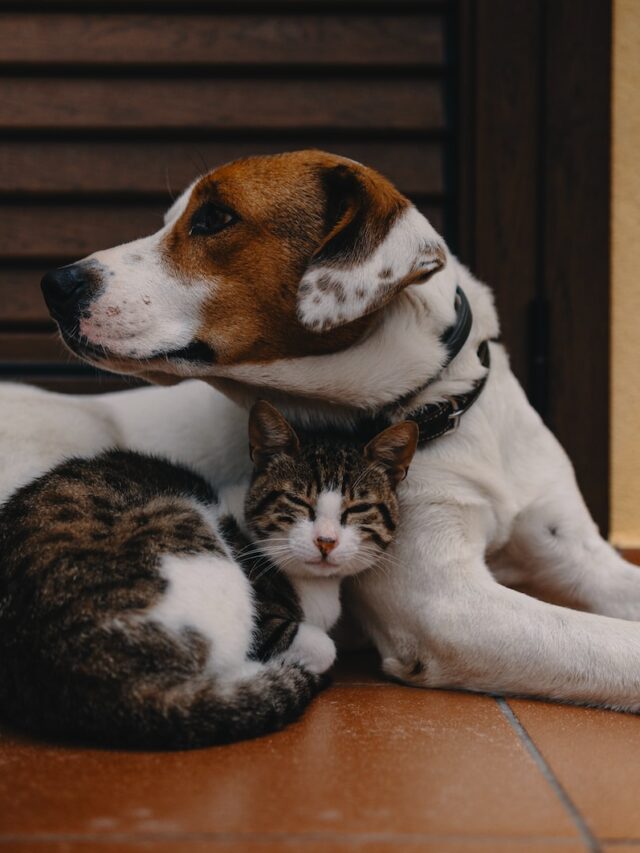 cats and dogs, cat-dog friendship, introducing pets, pet harmony, cat and dog relationship, multi-pet household, fostering friendship, pet coexistence, tips for pet owners, peaceful pet living,