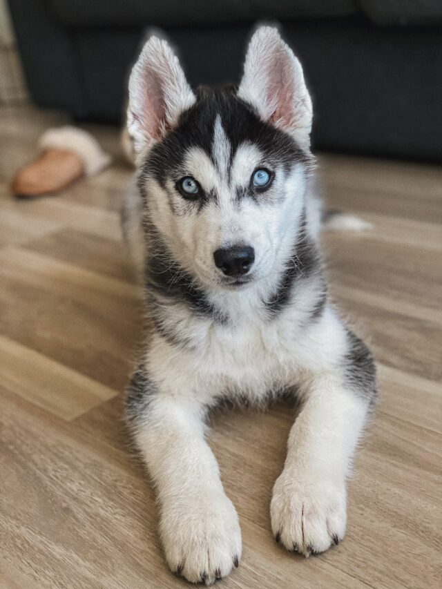 Siberian Husky, dog breed, husky facts, sled dogs, blue eyes, howling, escape artists, working dogs, friendly, affectionate,