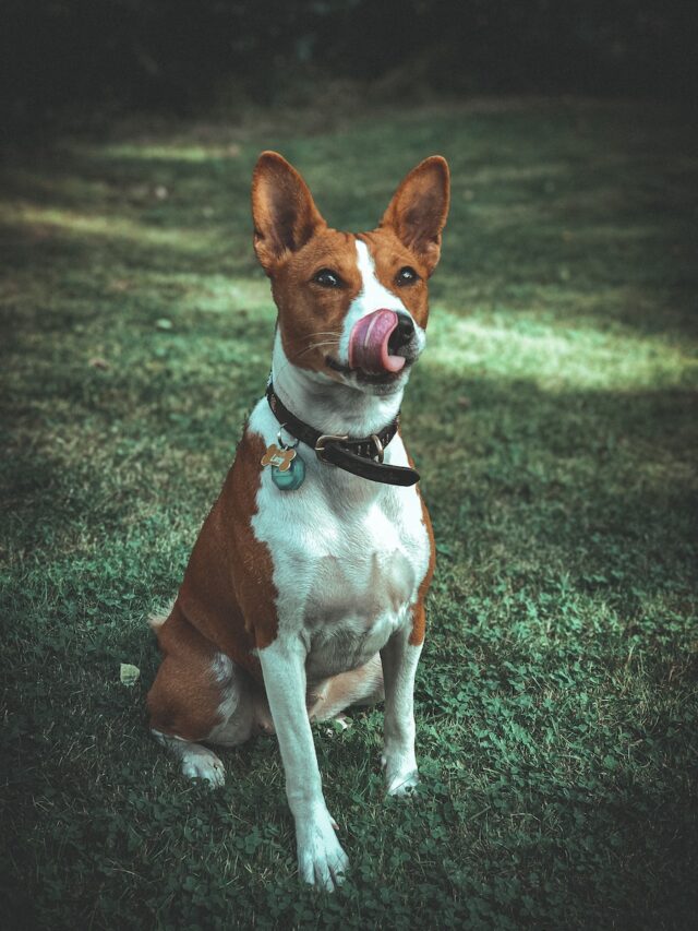 Basenji dog breed, barkless dog, yodeling dog, African dog, catlike dog, Basenji care, Basenji exercise, Basenji temperament, Basenji training, Basenji grooming,