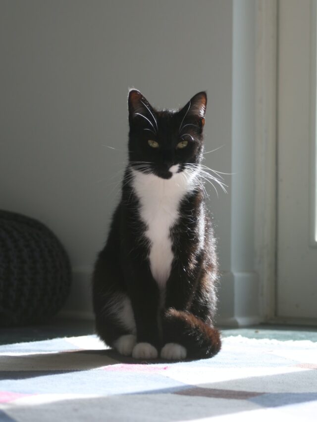 Tuxedo Cat, Breed Profile, Characteristics, Care Guide, Top Traits, Grooming Tips, Feline Companion, Expert Advice, Cat Lovers, Unique Features,