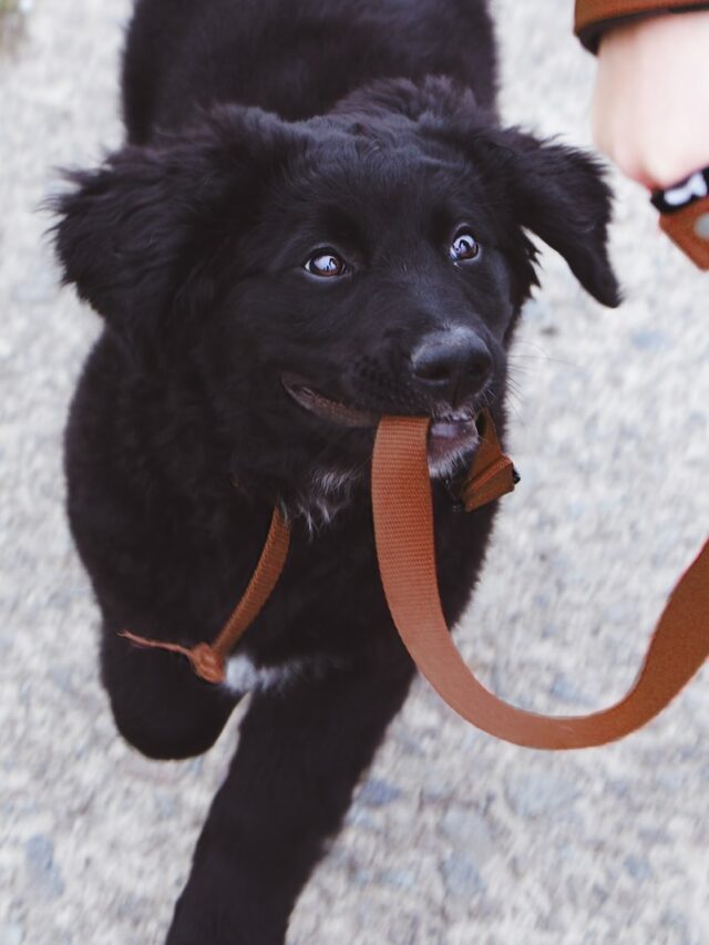 walk a puppy, puppy walking guide, first-time puppy walk, puppy outdoor experience, walking tips, puppy health, leash training, puppy behavior, puppy care, positive puppy walks,