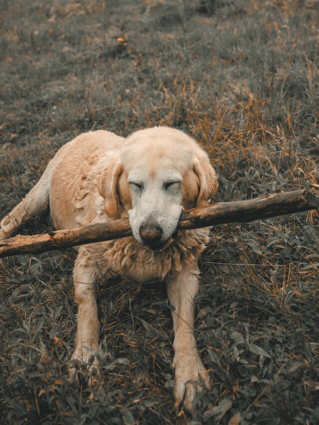 why dogs like sticks, dogs obsessed with sticks, dog carrying stick, dog fetch sticks, dog stick chewing