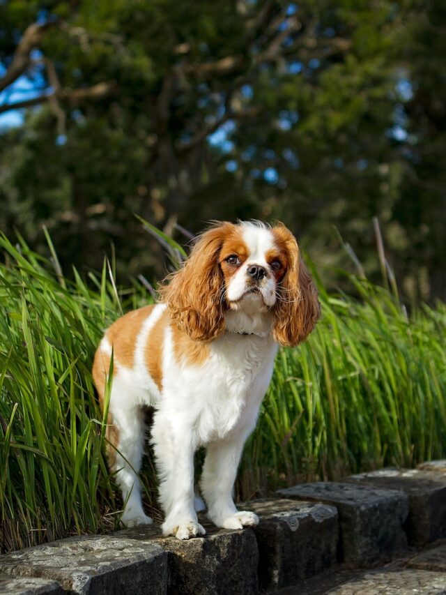 Cavalier King Charles Spaniel, Blenheim Cavalier, toy dog breeds, affectionate dogs, gentle dogs, intelligent dogs, silky coat, dog care, family dogs, apartment living,