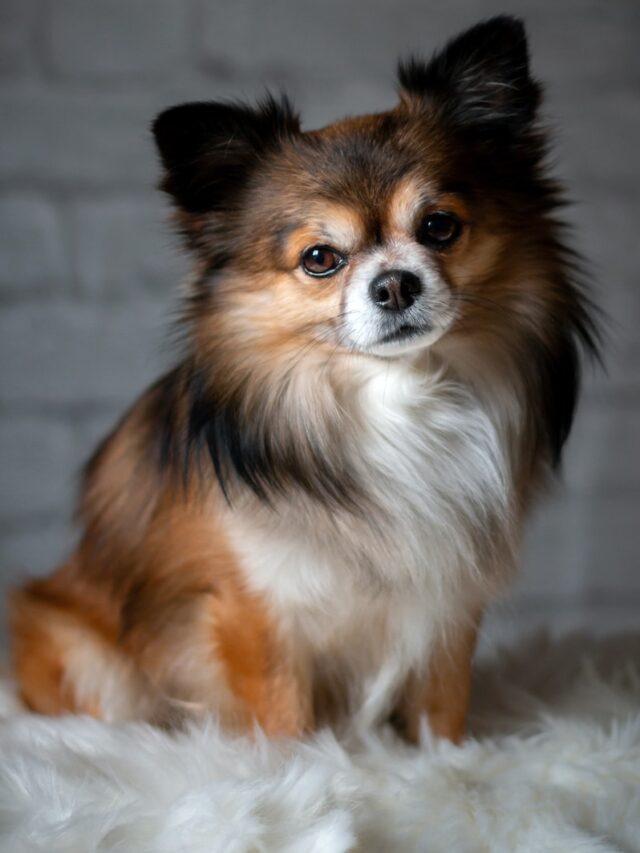 Papillon dog, butterfly dog, toy dog breeds, intelligent dogs, playful dogs, active dogs, long hair dogs, apartment living, family dogs, trainable dogs,