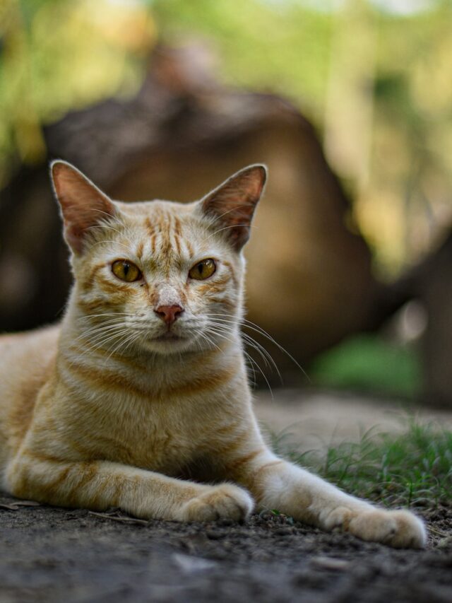 Burmese cat, cat breed profile, Burmese characteristics, caring for Burmese, top cat breeds, best cat care tips, feline companions, unique cat breeds, popular cat breeds, cat behavior,