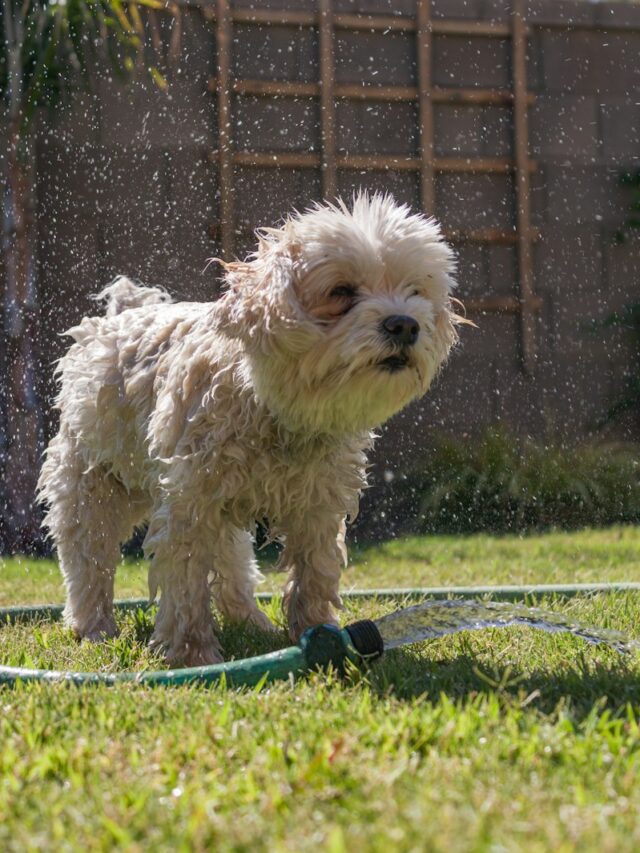 Havanese dog, Bichon Frise, small dog breeds, hypoallergenic dogs, playful dogs, intelligent dogs, silky coat, dog care, apartment living, family dogs,