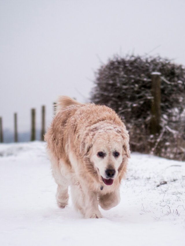 winter dog walking, cold weather pet care, canine attire, hydration for dogs, paw care in winter, visibility for pets, shorter walks in cold, warm-up exercises for dogs,