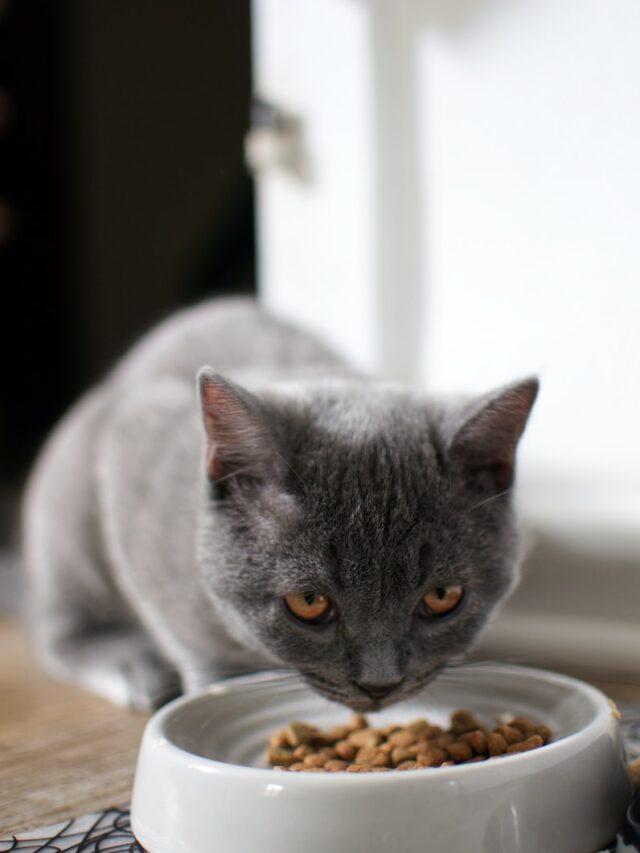 cat inappetence duration, cat starvation timeline, cat not eating emergency, stimulate cat appetite loss