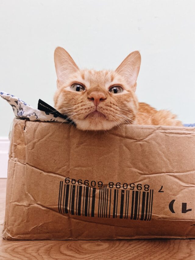 cats in boxes, cat box, cat likes boxes, cats boxes, cardboard box cats, cat box video, cats in boxes photos, cat obsessed with boxes, box cat meme