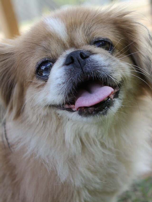 Pekingese dog, Peke, toy dog breed, lion dog, brachycephalic breed, fluffy dog, apartment dog, watchdog, grooming tips, Pekingese health,