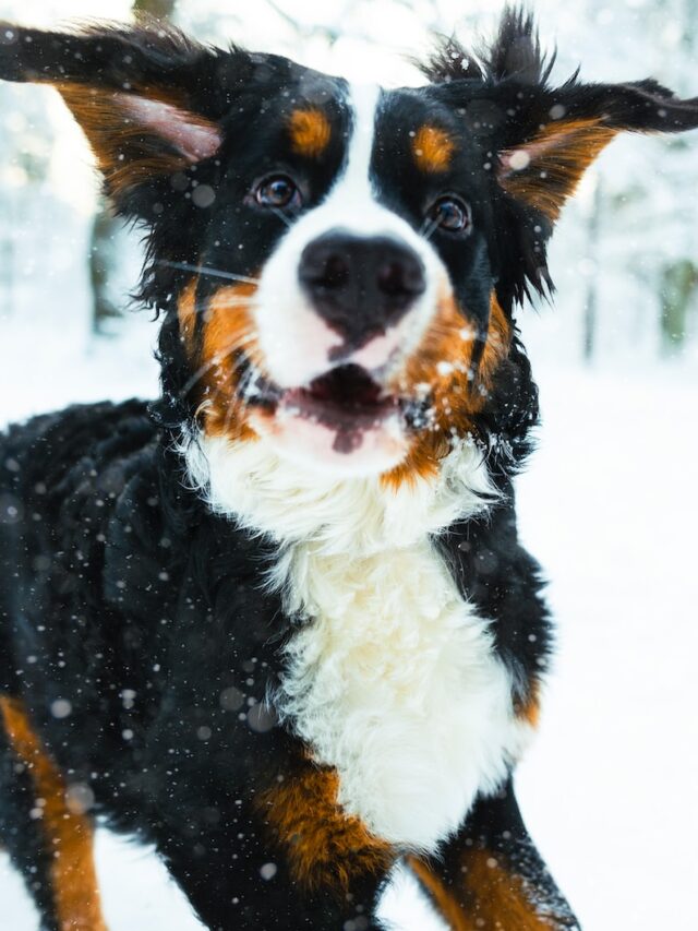 winter pet care, cold weather and pets, pet safety in winter, winter pet tips, pets in snow, protecting pets from cold, winter pet health, pet winter hazards, cold weather pet precautions, winter pet essentials