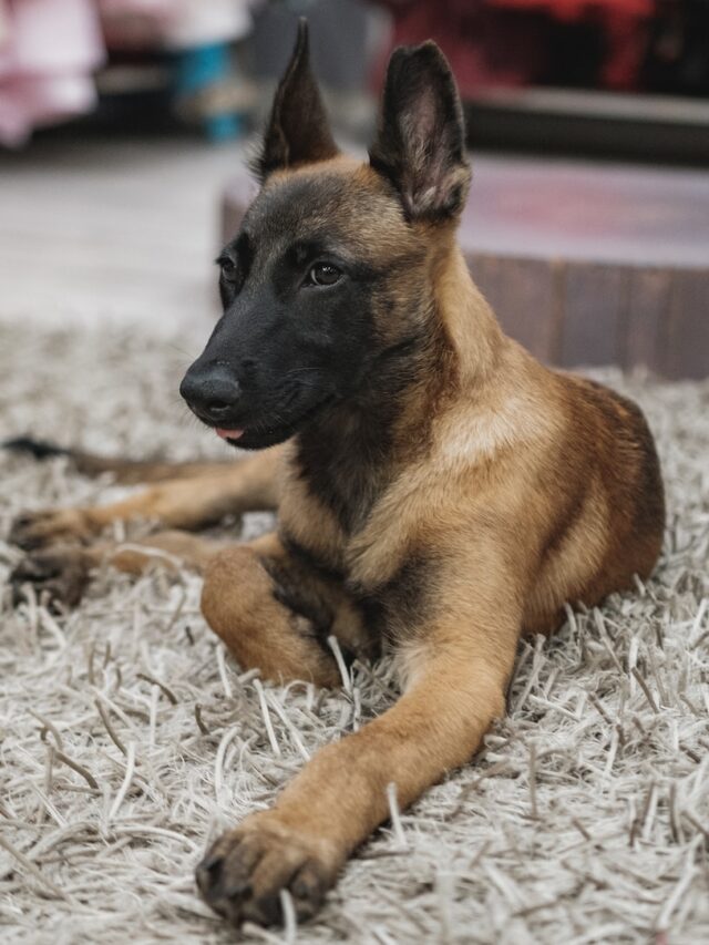 Belgian Malinois, Belgian Malinois characteristics, Belgian Malinois care, Belgian Malinois temperament, Belgian Malinois exercise, Belgian Malinois training, Belgian Malinois grooming, Belgian Malinois health, Belgian Malinois lifespan, Belgian Malinois size,