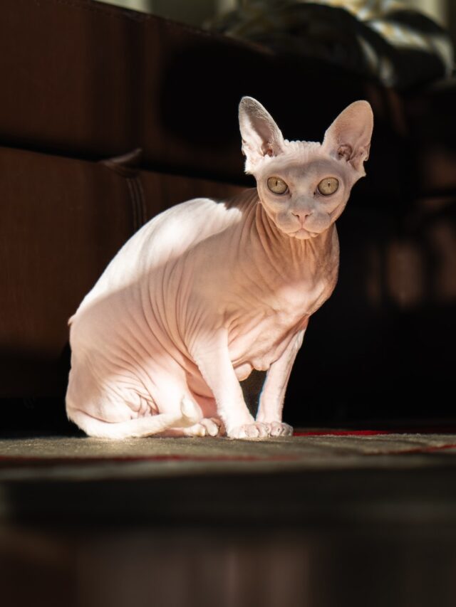 Devon Rex cat, curly-haired cats, playful cats, intelligent cats, unique cat breeds, cat care, cat grooming, hypoallergenic cats, active cats, affectionate cats,