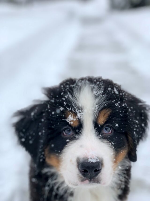 mountain dog breeds, tough terrain dogs, hiking dogs, adventure dogs, loyal companions, herding dogs, giant breeds, working dogs, Bernese Mountain Dog, Great Pyrenees, Saint Bernard,