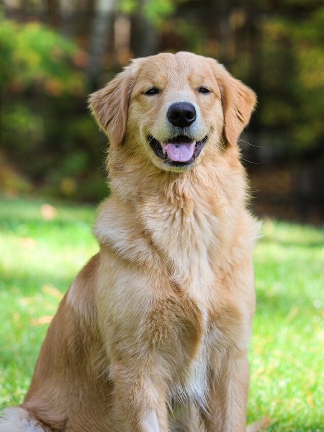 Golden Retriever, dog breed, family dog, friendly, intelligent, playful, loyal, trainable, active, golden coat, exercise, grooming,