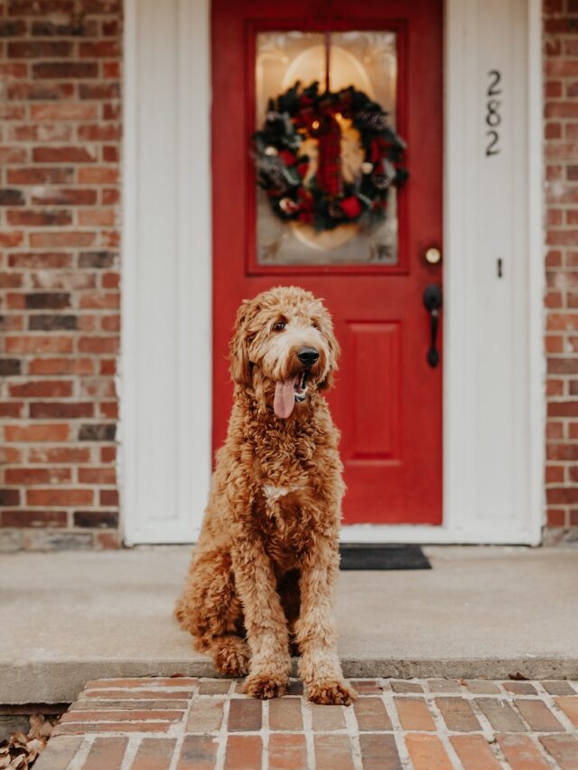 leaving dog alone, dog home alone anxiety, dog separation anxiety, cope with leaving dog, ease dog worry