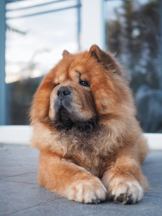 chow chow, chow chow dog, chow chow breed, chow chow facts, chow chow puppy