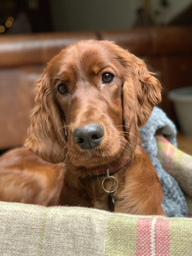 Irish Setter, Red Setter, dog breed, hunting dog, family dog, Irish, setter, red dog, long hair, exercise, training, grooming, friendly, intelligent,