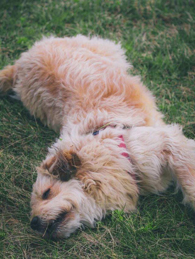 dog rolling on back, dog rolls on back, dog exposes belly, dog rolls over, dog belly up, dog back rubs, dog scratch belly, dog upside down