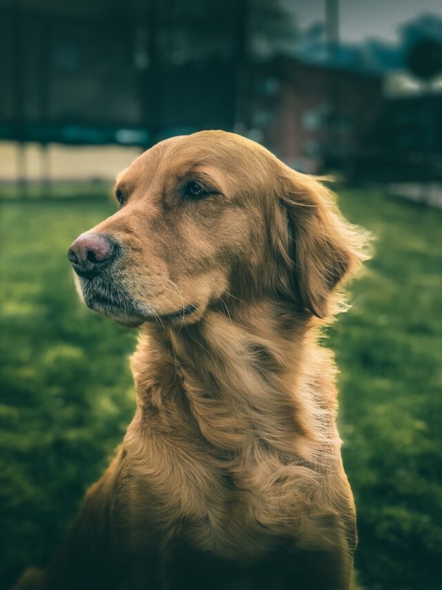 German Shepherd, Rottweiler, Doberman, Akita, Bullmastiff, Boxer, Belgian Malinois, Great Dane, Mastiff, and Giant Schnauzer,