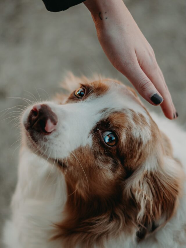 Welsh Springer Spaniel, dog breed, characteristics, care, family, adventure, adaptable, playful, and loyalty,