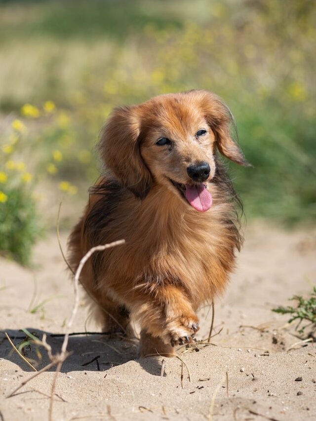 dachshund, dachshund dog, adopt dachshund, dachshund questions, dachshund breeders