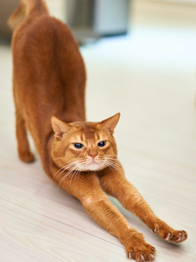 stretch with cat, relax with cat, cat meditation, cat yoga, cat massage, cat health benefits, human health benefits, cat stress relief, bonding with cat